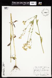 Erigeron annuus image