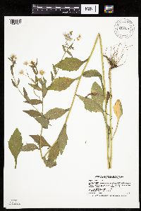 Erigeron annuus image