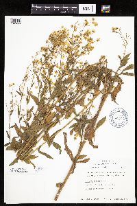 Erigeron annuus image