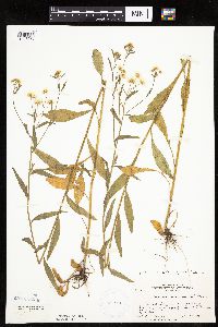 Erigeron annuus image