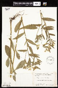 Erigeron annuus image