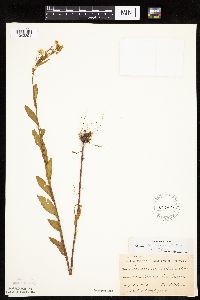 Erigeron annuus image