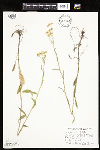 Erigeron annuus image