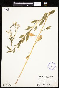 Erigeron annuus image