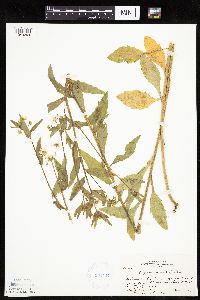 Erigeron annuus image