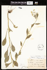 Erigeron annuus image