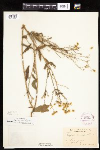 Erigeron annuus image