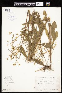 Erigeron annuus image