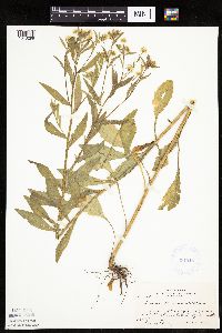 Erigeron annuus image