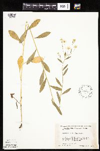 Erigeron annuus image