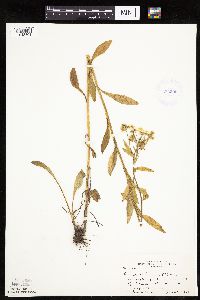 Erigeron annuus image