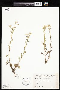 Erigeron annuus image