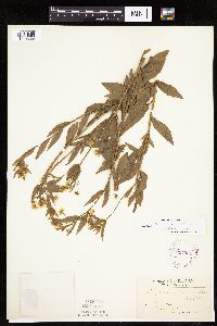 Erigeron annuus image