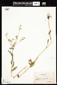 Erigeron annuus image