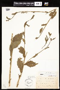 Erigeron annuus image