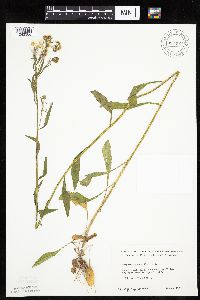 Erigeron annuus image