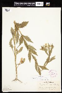 Erigeron annuus image