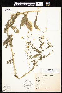 Erigeron annuus image