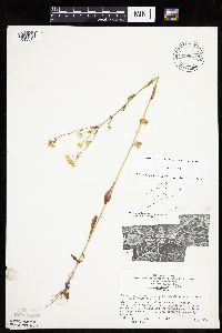 Erigeron annuus image