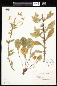 Erigeron annuus image