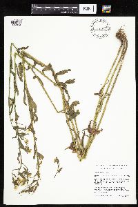 Erigeron annuus image