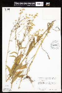 Erigeron annuus image