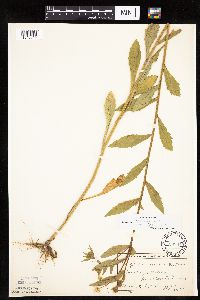 Erigeron annuus image