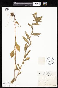 Erigeron annuus image