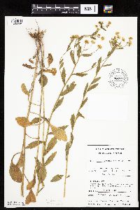 Erigeron annuus image