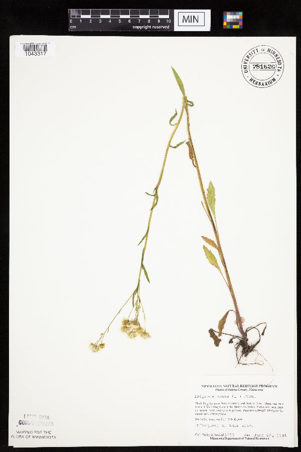 Erigeron annuus image