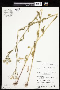 Image of Erigeron annuus