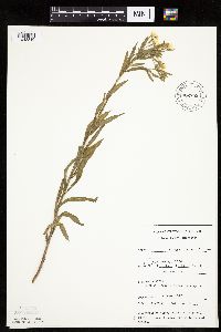 Erigeron annuus image