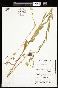 Erigeron annuus image