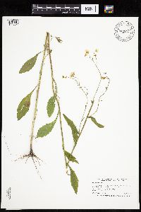 Erigeron annuus image