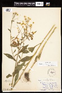 Erigeron annuus image