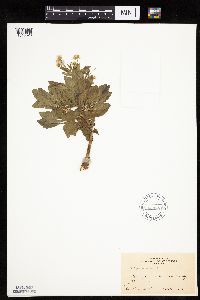 Erigeron annuus image