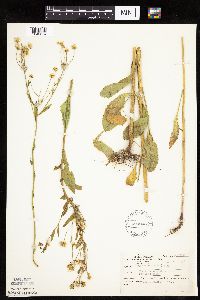 Erigeron annuus image