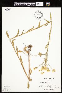 Erigeron annuus image