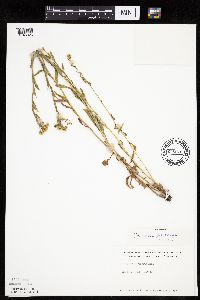 Erigeron annuus image