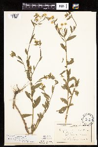 Erigeron annuus image