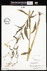 Erigeron annuus image