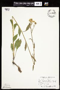 Erigeron annuus image