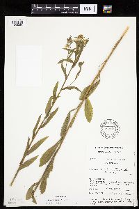 Erigeron annuus image