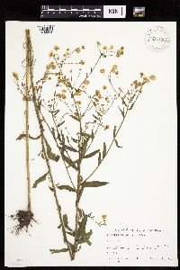 Erigeron annuus image