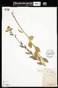 Erigeron annuus image