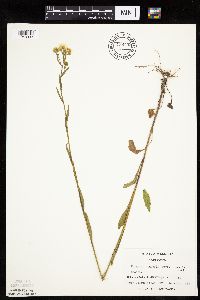 Erigeron annuus image