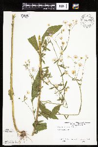 Erigeron annuus image