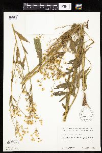 Erigeron annuus image