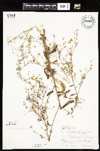 Erigeron annuus image