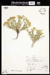 Image of Erigeron aphanactis